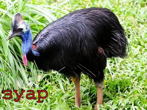 Голоса и звуки животных Австралии для детей