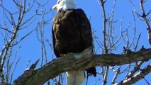 Beautiful BALD EAGLE Nature Midwest ! Outdoors Minnesota in HD !