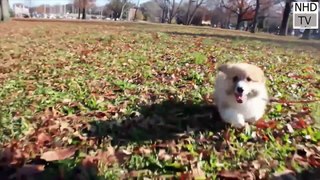 Cutes dogs || Cutest dog in the world ||| Cute dogs clips 2017