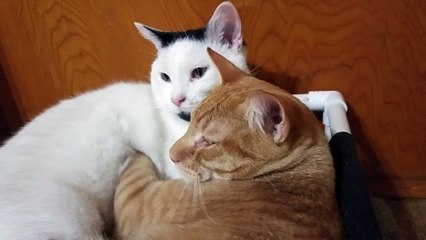 Cat gives best friend a loving massage