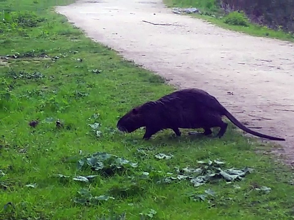 Nutria