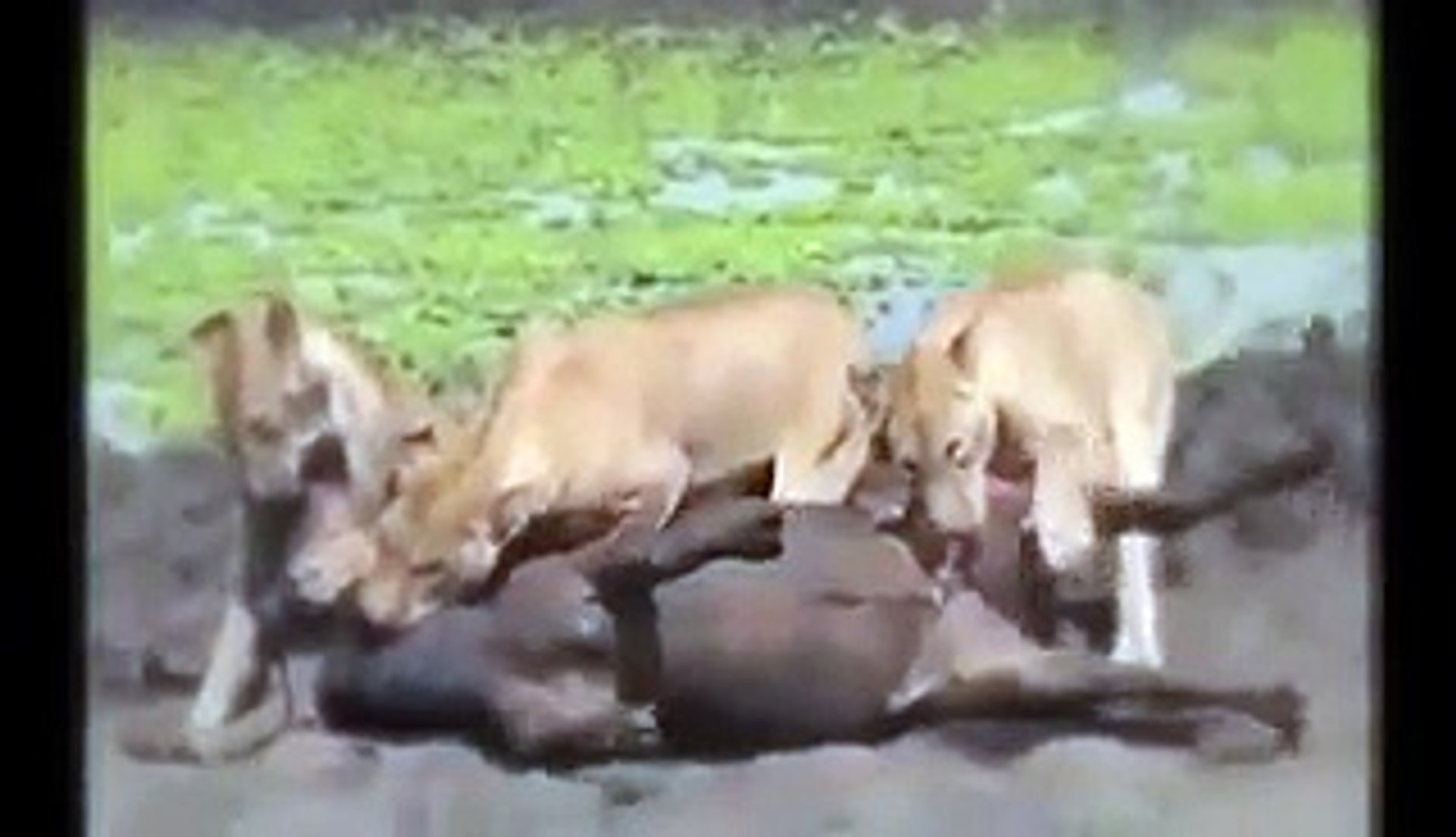 Animal Fights Lion Eating Antelope Testis When It's Alive Brutal Animals Wildlif