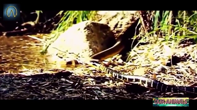 Most Amazing Snake Attacks - King Cobra attacks Python Python attacks King Cobra