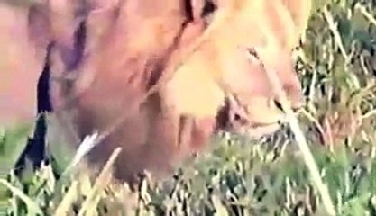 Lions Attack & Kill Hyena - Lions Hyenas Wars