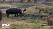 Lion vs Hippo - Lion's Jaw is Breaking Off