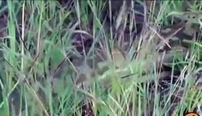 Giant Pythons Man Attack   Snake Attack.