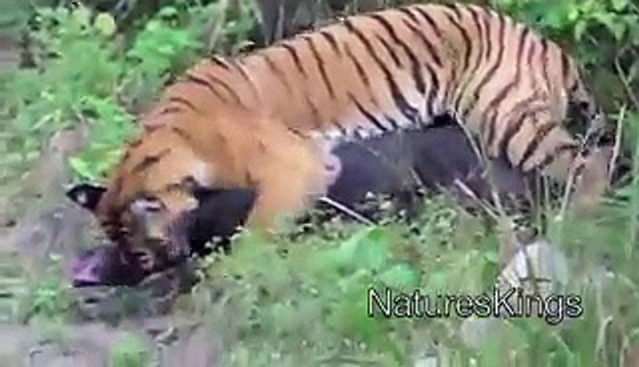 Boar vs Tiger   Tiger Attack HD