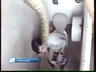 Quand Un Serpent S'incruste Dans Vos Toilettes...