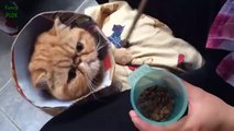 Funny Bread Cat Videos Com dỵy