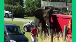 Angry elephant attack a car