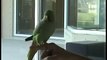 Smart parrot exhibiting its skills- sooooo nice