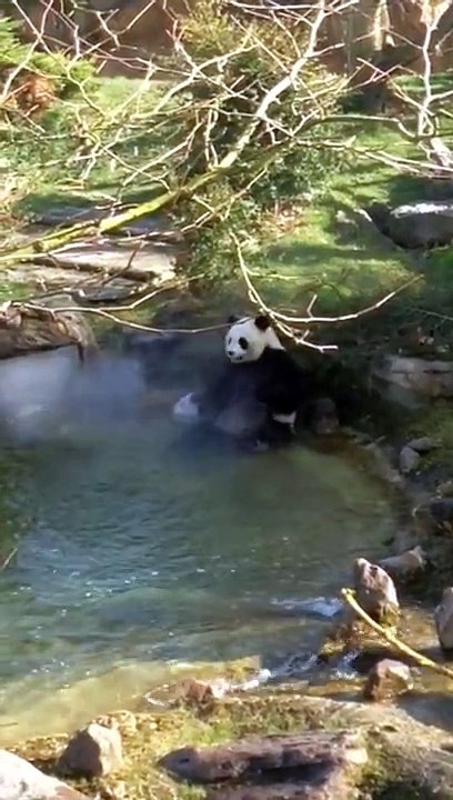 Petit bain de printemps pour la femelle Panda Huan Huan au zoo de Beauval