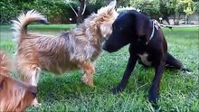 Puppy covered in thousands of ticks and with embeded wire on her tail makes an amazing recovery