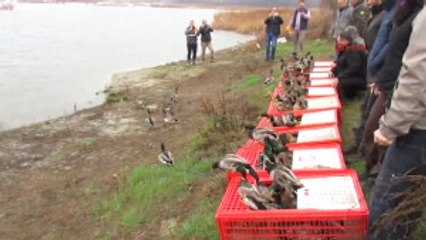 Edirne Doğaya Ilk Defa Yeşilbaş Ördek Bırakıldı