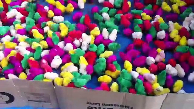 Cette coutume fait vivre aux poussins un enfer - Poussin de paques