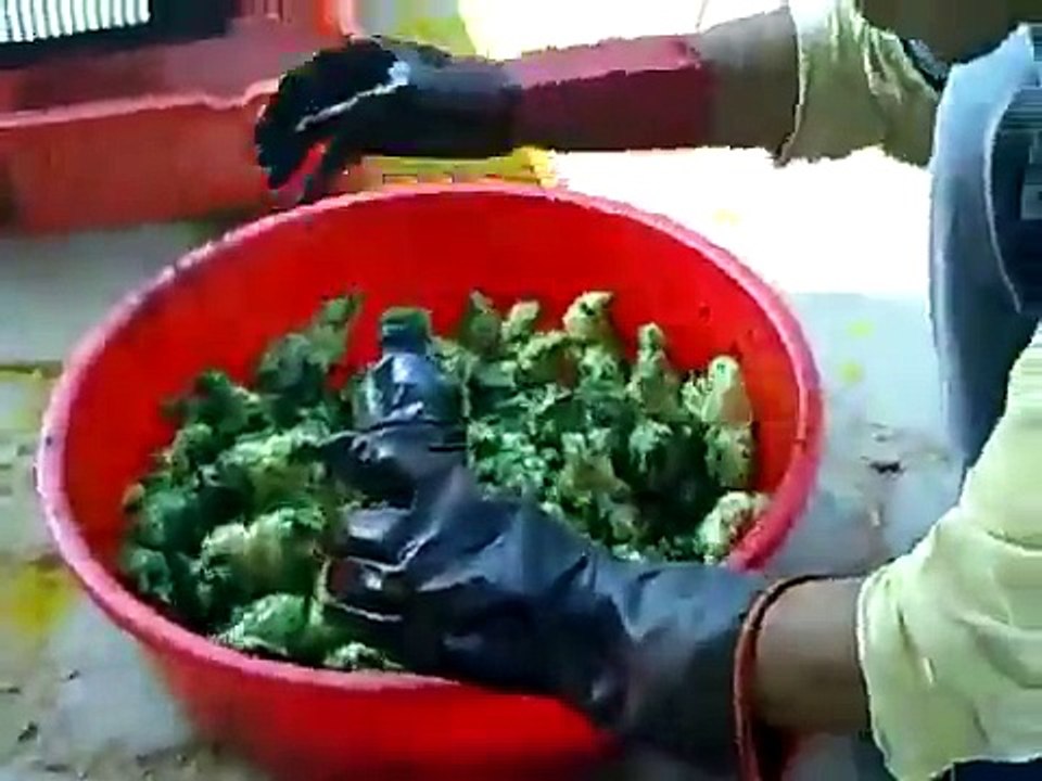 La coutume des poussins de Pâques fait vivre aux animaux un enfer