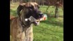 Who's a Good Boy? This Great Dane Collecting Litter at His Local Park