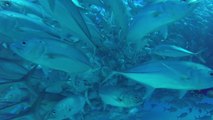 Massive school of fish completely surround scuba divers