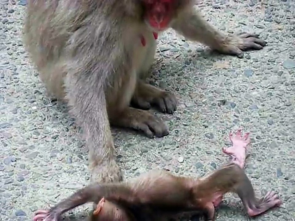 Poor Baby Monkey