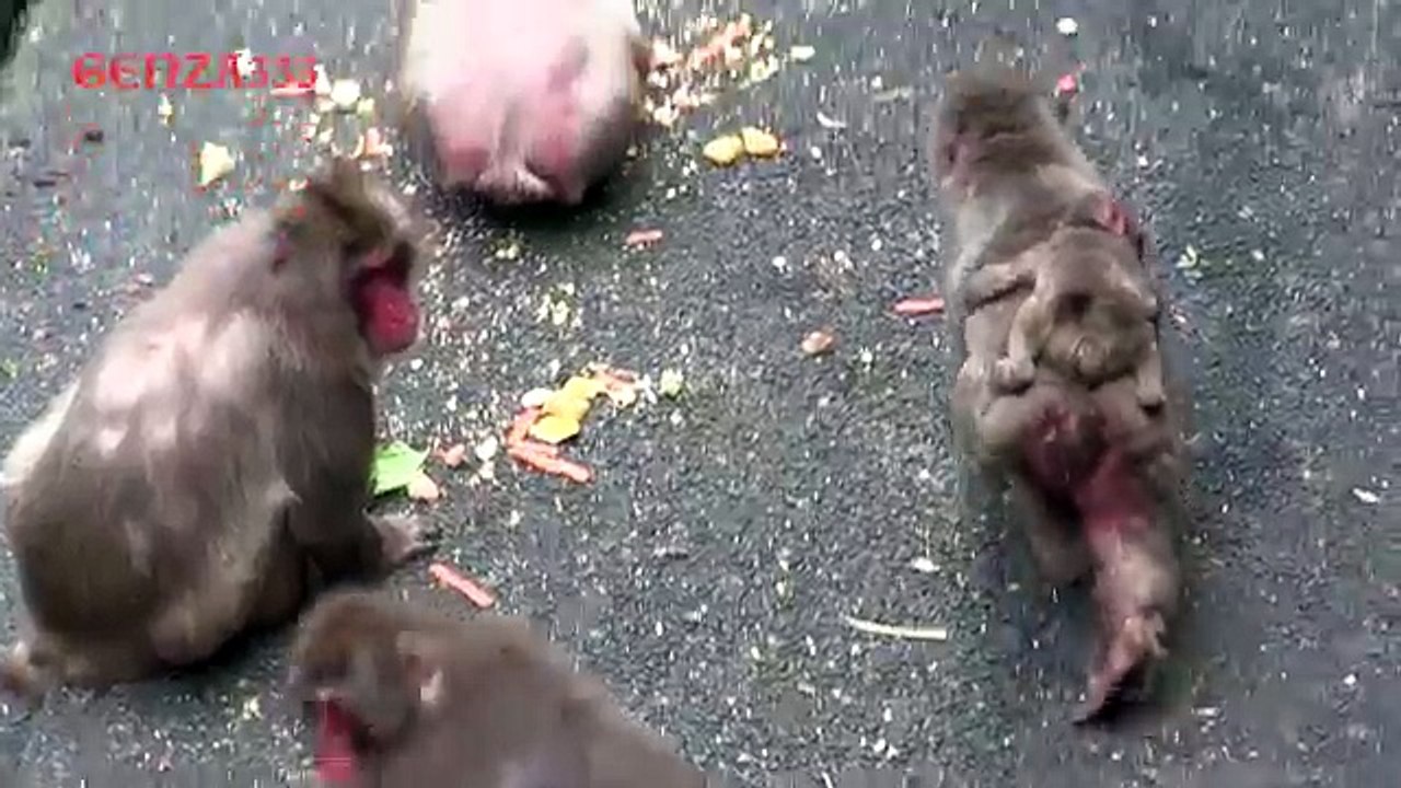 Baby monkey cry
