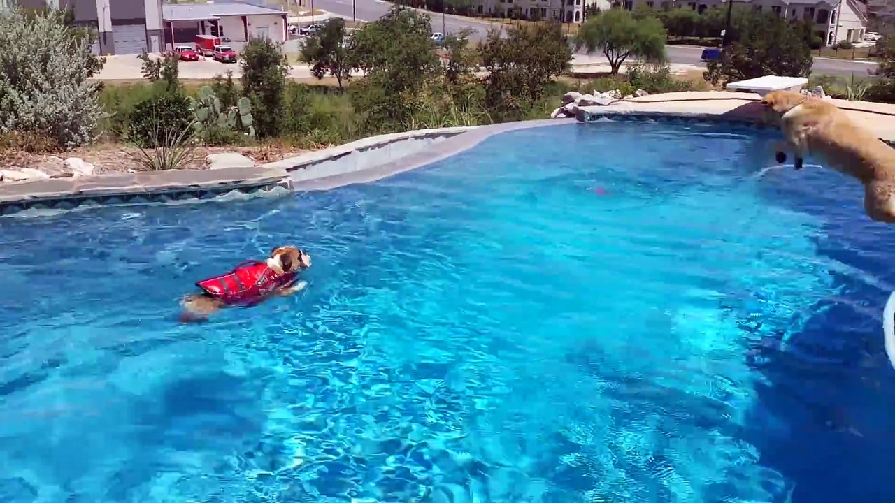 English Bulldog Swimming In The Pool