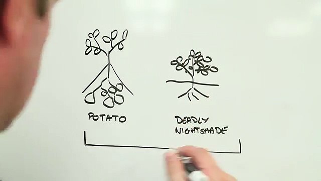 Ces chips au bord vert, sont-elles dangereuses ?