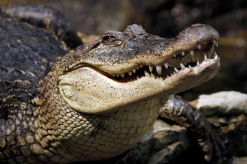 386A, videos de animais, vida selvagem, animais em extinção, fotos de animais, animais domesticos, animais extintos, ani