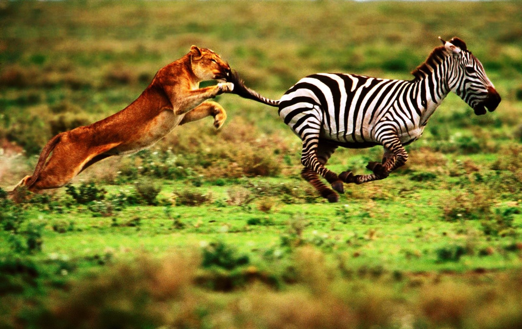 1051, videos de animais ferozes, fotos de animais selvagens, animais gigantes, mundo selvagem, anima