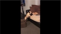 Confused dog thinks kitten is its puppy!