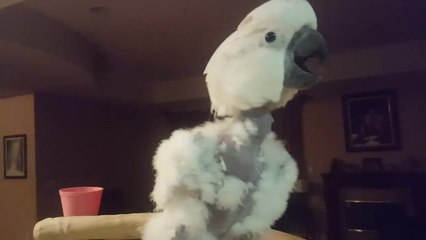 Cockatoo denied donut, throws epic temper tantrum
