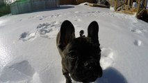 French Bulldog puppy baffled by sliding ice chunks