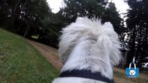 Westie action cam: Dog's eye view of the garden