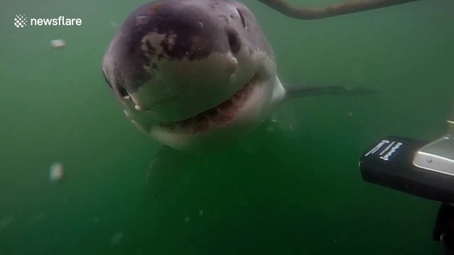Ultra-close encounter with an impressive great white shark