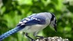 Blue Jay - Catching peanuts for a livin (slow Motion)