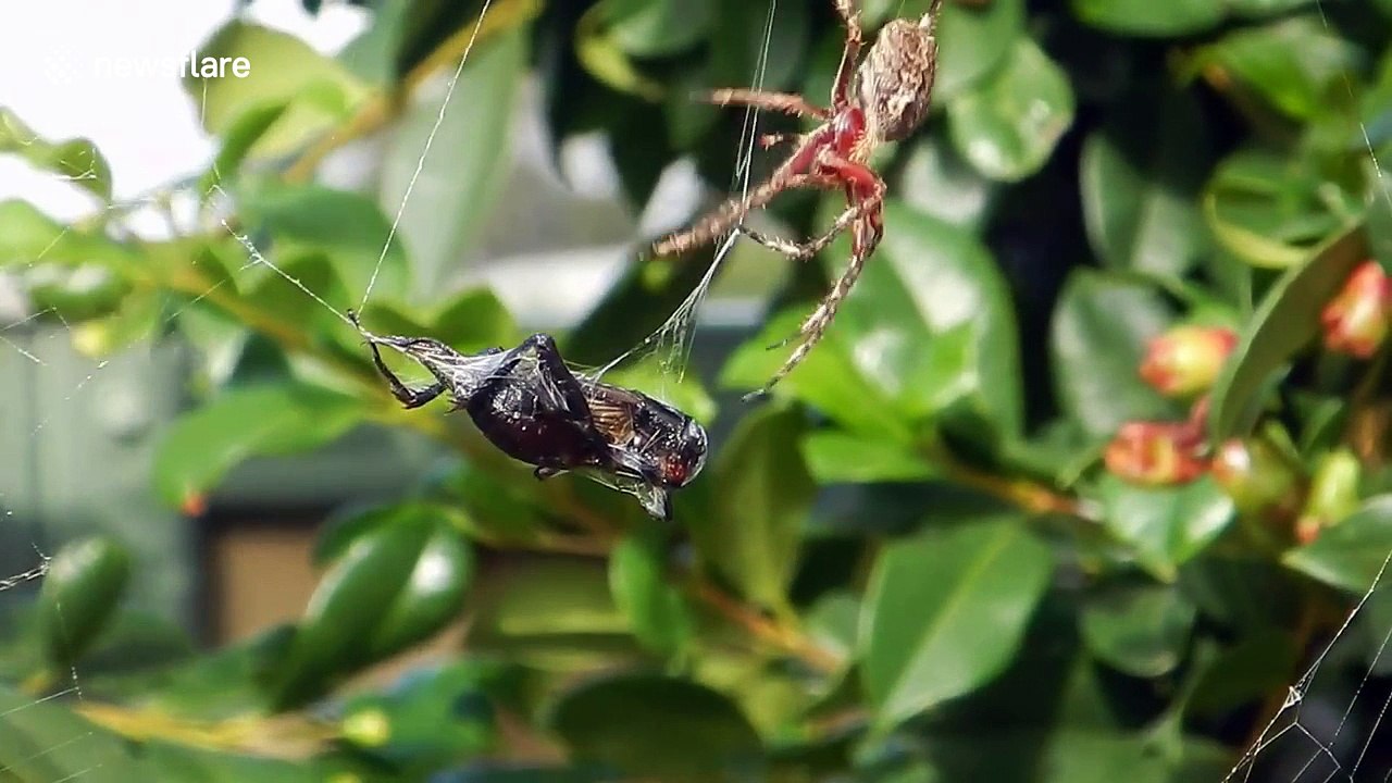 Spider captures huge cricket