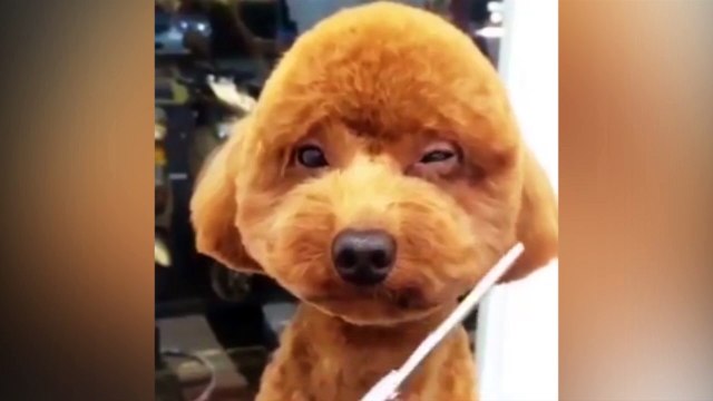 Những biểu cảm phê không chịu nổi của boss khi được làm đẹp