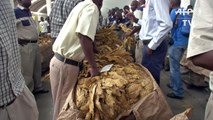 Zimbabwe's annual tobacco-selling season begins