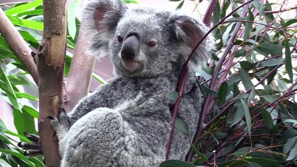 Pairi Daiza : A la rencontre de Karine, soigneuse des koalas