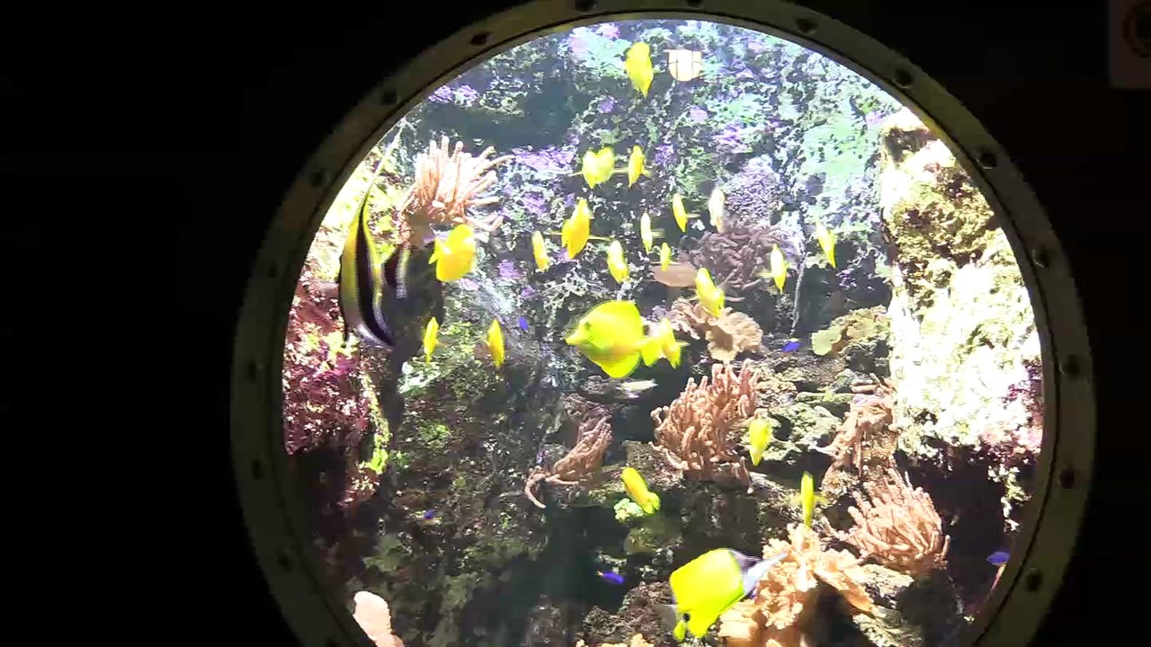 Pairi Daiza : A la rencontre de Nicolas, soigneur des tortues marines