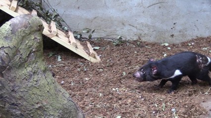 Pairi Daiza : A la rencontre de Vincent, soigneur des diables de Tasmanie