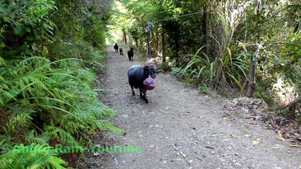 Des béliers jouent avec une boule dans la forêt