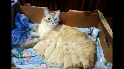 寒さに凍える野良猫を保護したら妊娠中だった！ それから2か月後、飼い主さんに素敵な出来事が待っていた。
