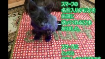 全身を紫色に染められた傷だらけの子猫。傷つき人を恐れるようになった猫が、徐々に元気を取り戻していく。