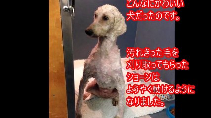 ぼろきれの山かと思われたものは、実は虐待の果てに捨てられた犬。保護され、徐々に本来の姿を取り戻していく。【感動】