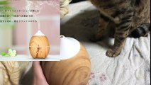 【CroLED】加湿器のミストに興味津津の猫！【猫と商品レビュー！】