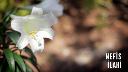 Müziksiz İlahiler - Nefis