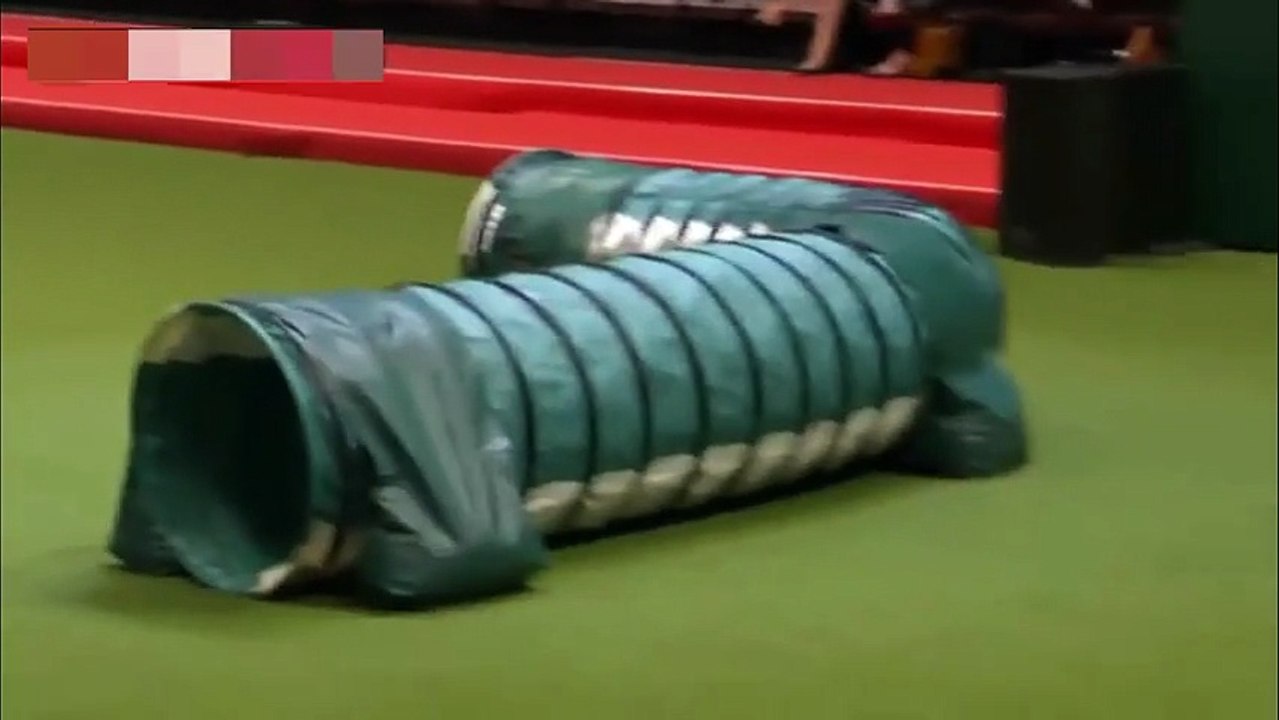 Excited Jack Russell Terrier Face-Plants His Way To Dog Show