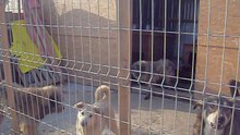 Onesti paralized dog