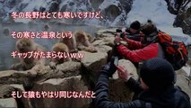 【海外の反応】「温泉に入る野生のサル」が外国人観光客に大人気！温泉につかるニホンザルにハマる外国人続出！日本の猿の姿にホッコリ「超もふもふしたい！」「ニホンザル愛」【日本観光】
