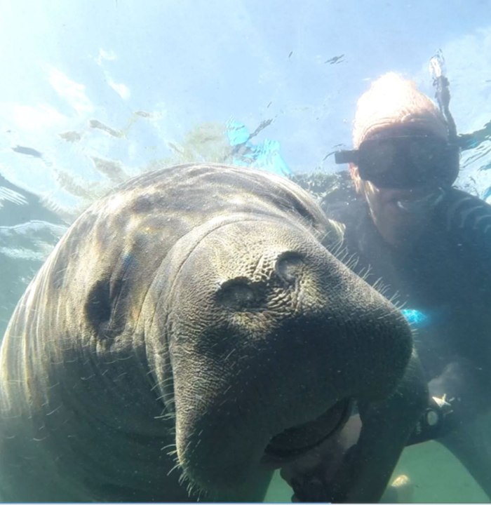 GROOVY MANATEES HD PC VERSION